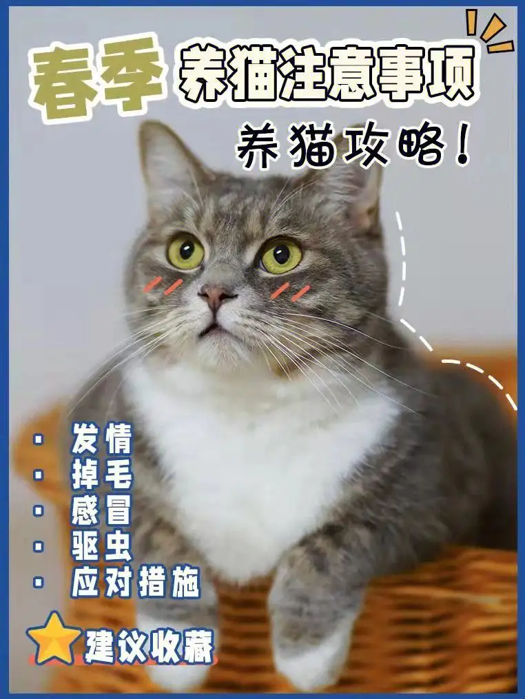 养宠物猫的注意事项(家养宠物猫要注意什么)