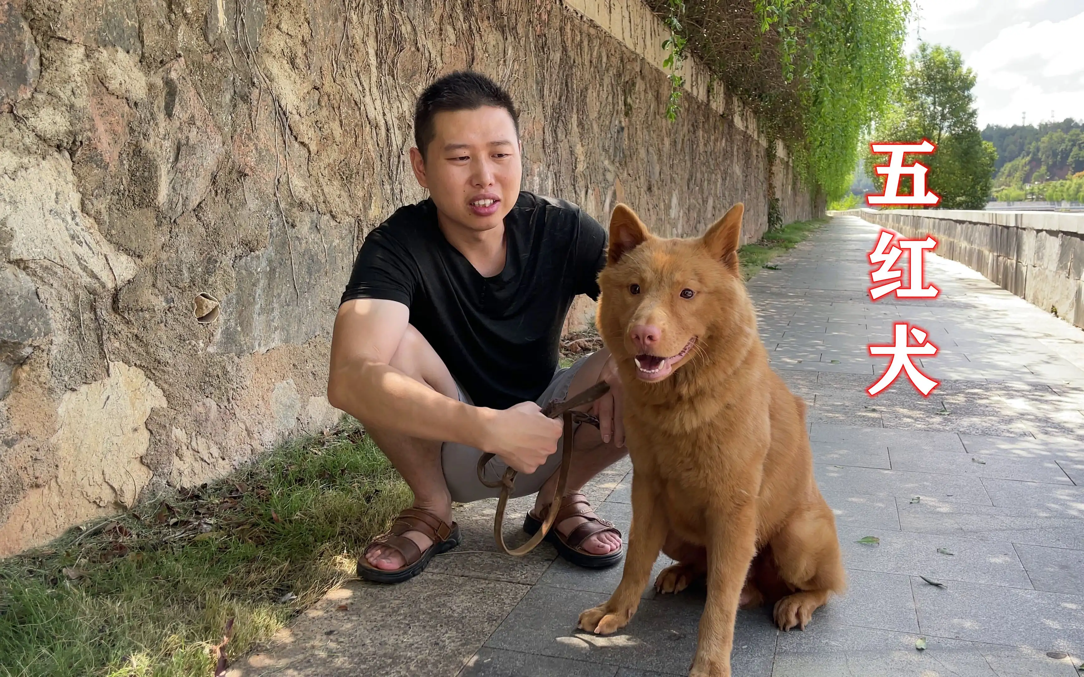 五犬狗(五犬狗吃了烟头会怎样)