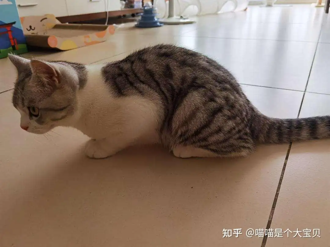 猫传腹母鸡蹲是什么样(猫传腹的母猫还能生小猫么)