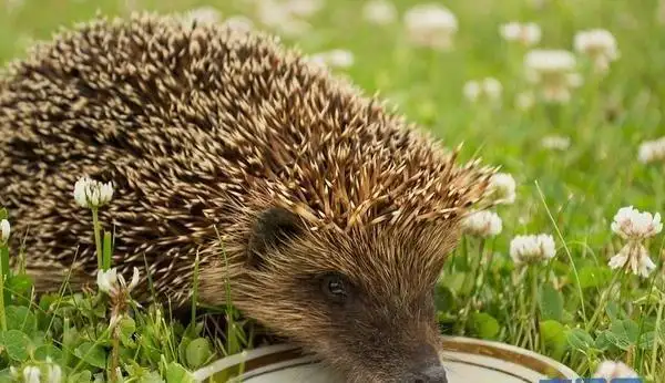 刺猬能食用(刺猬能钻多小的缝隙)