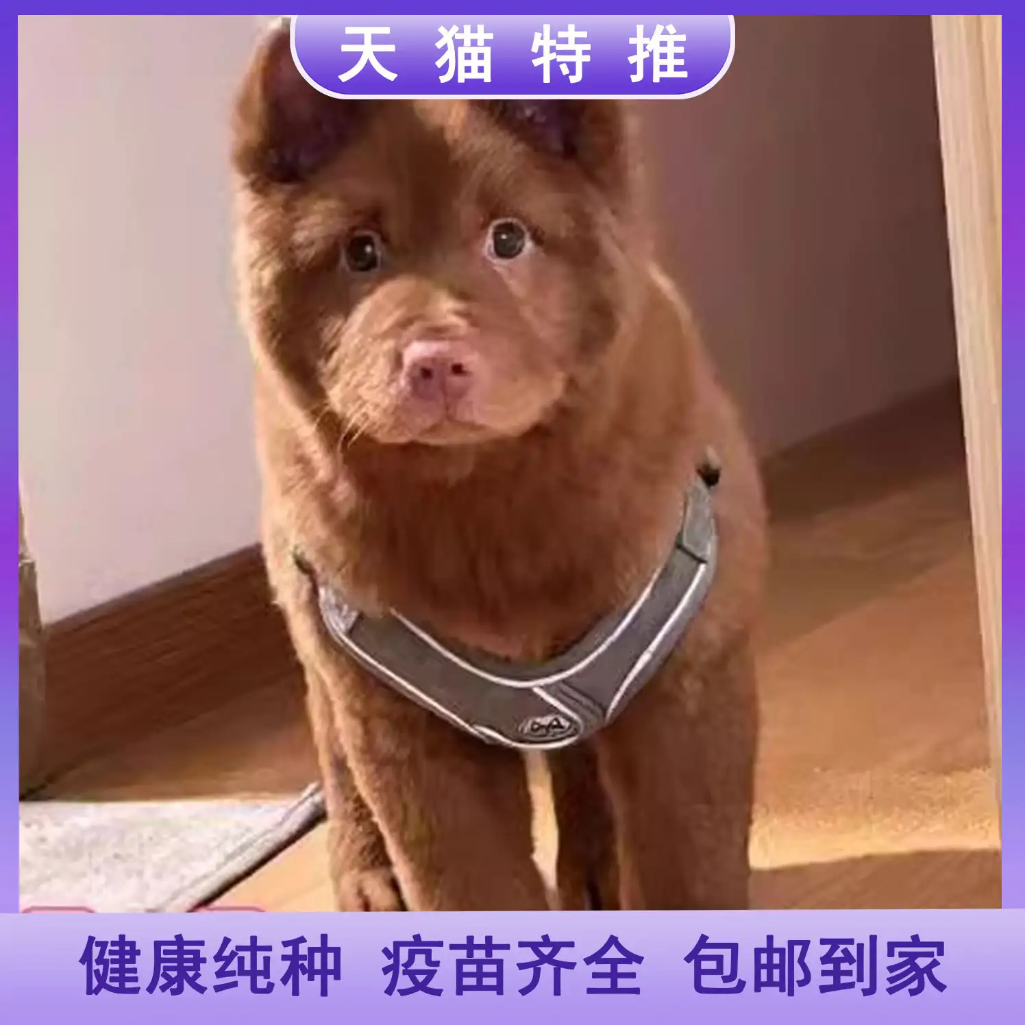 五犬狗(五犬狗吃了烟头会怎样)