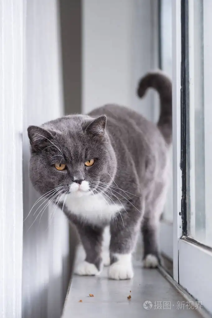 灰黑色猫是什么品种(灰底黑纹的猫是什么品种)