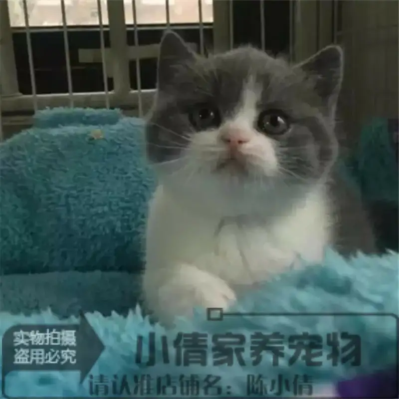 八字猫是什么品种(八字猫是什么品种图片)