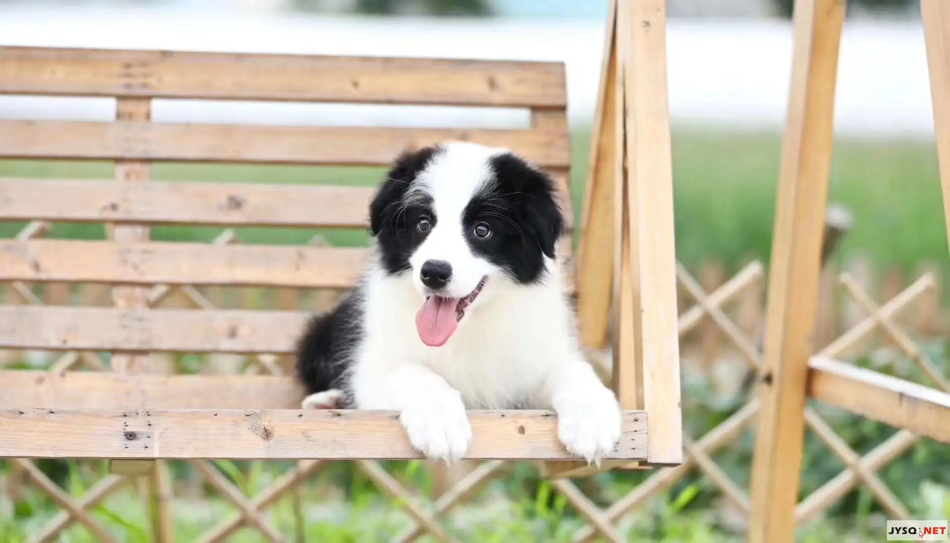 边境牧羊犬养殖(边境牧羊犬养殖技术)