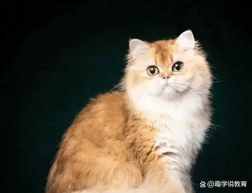 猫的种类以及价钱(猫的品种与价格查询)