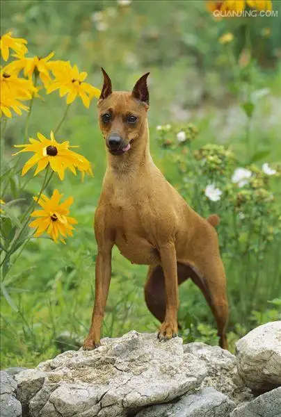 小种杜宾犬(纯种杜宾幼犬)