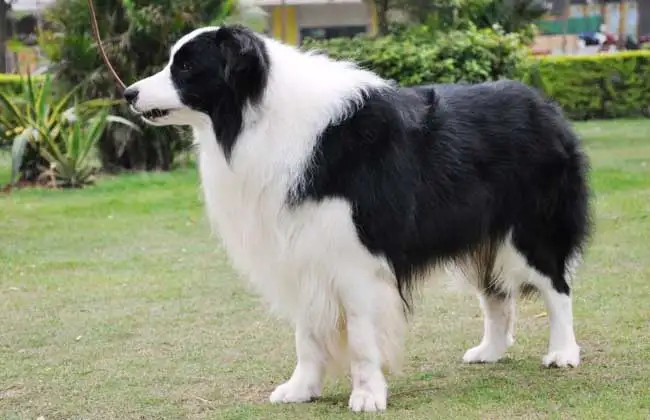 边境牧羊犬养殖(边境牧羊犬养殖技术)