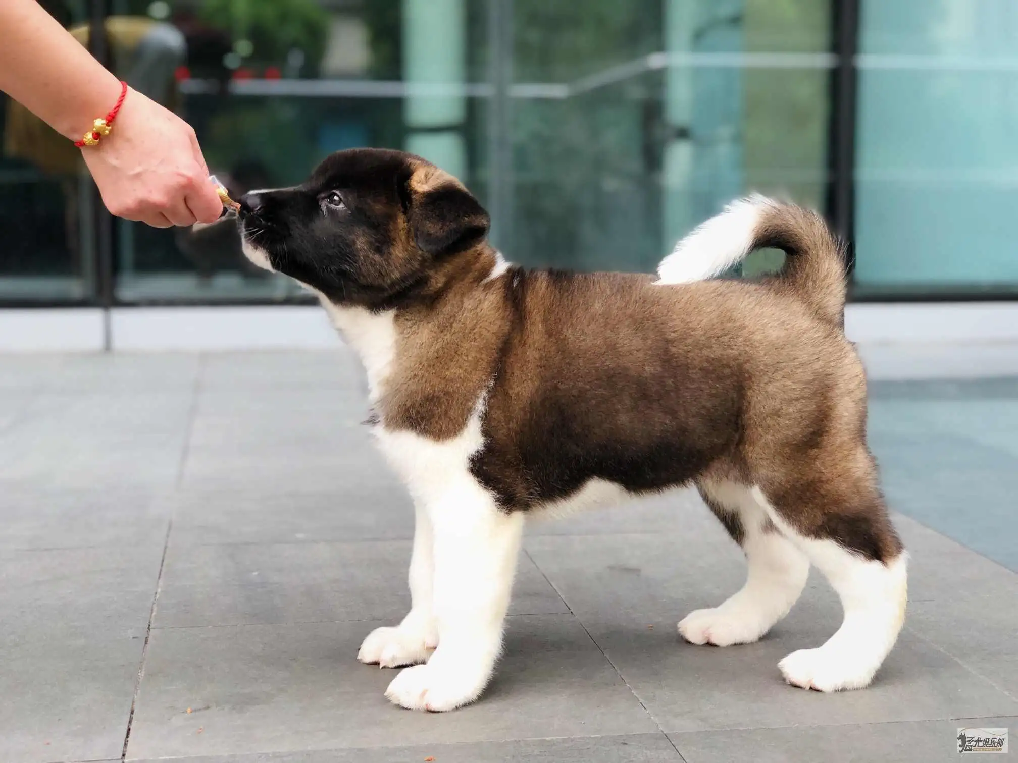 美国秋田犬图片(美国秋田犬战斗力怎么样)