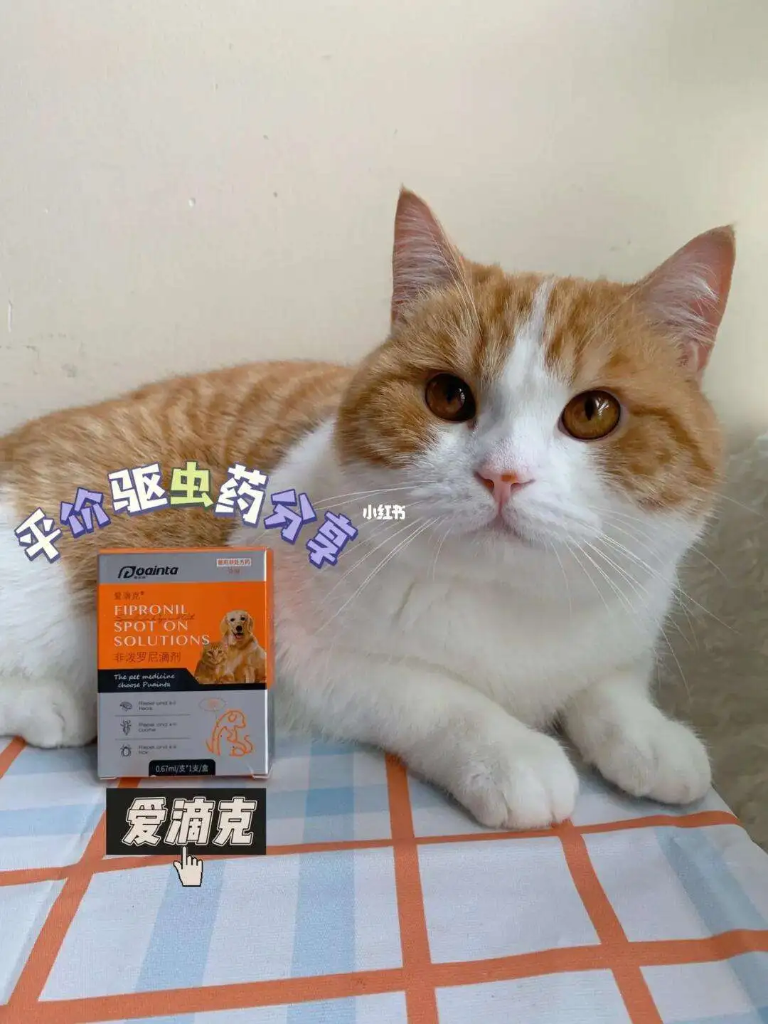 猫咪体外驱虫什么好(猫咪体外驱虫好久可以洗澡)