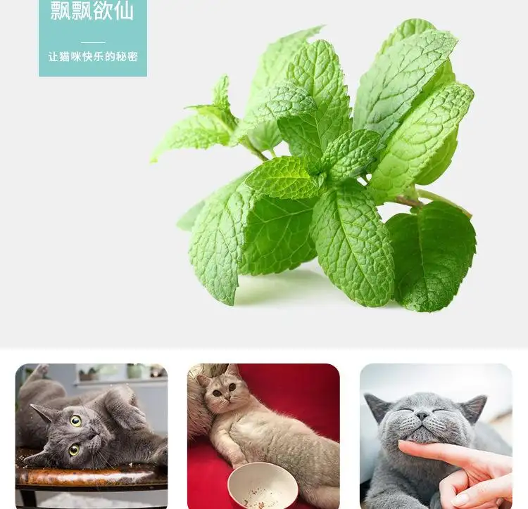 猫薄荷对母猫有作用吗(猫薄荷对怀孕的猫有什么作用)