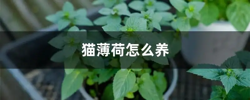 猫薄荷对母猫有作用吗(猫薄荷对怀孕的猫有什么作用)