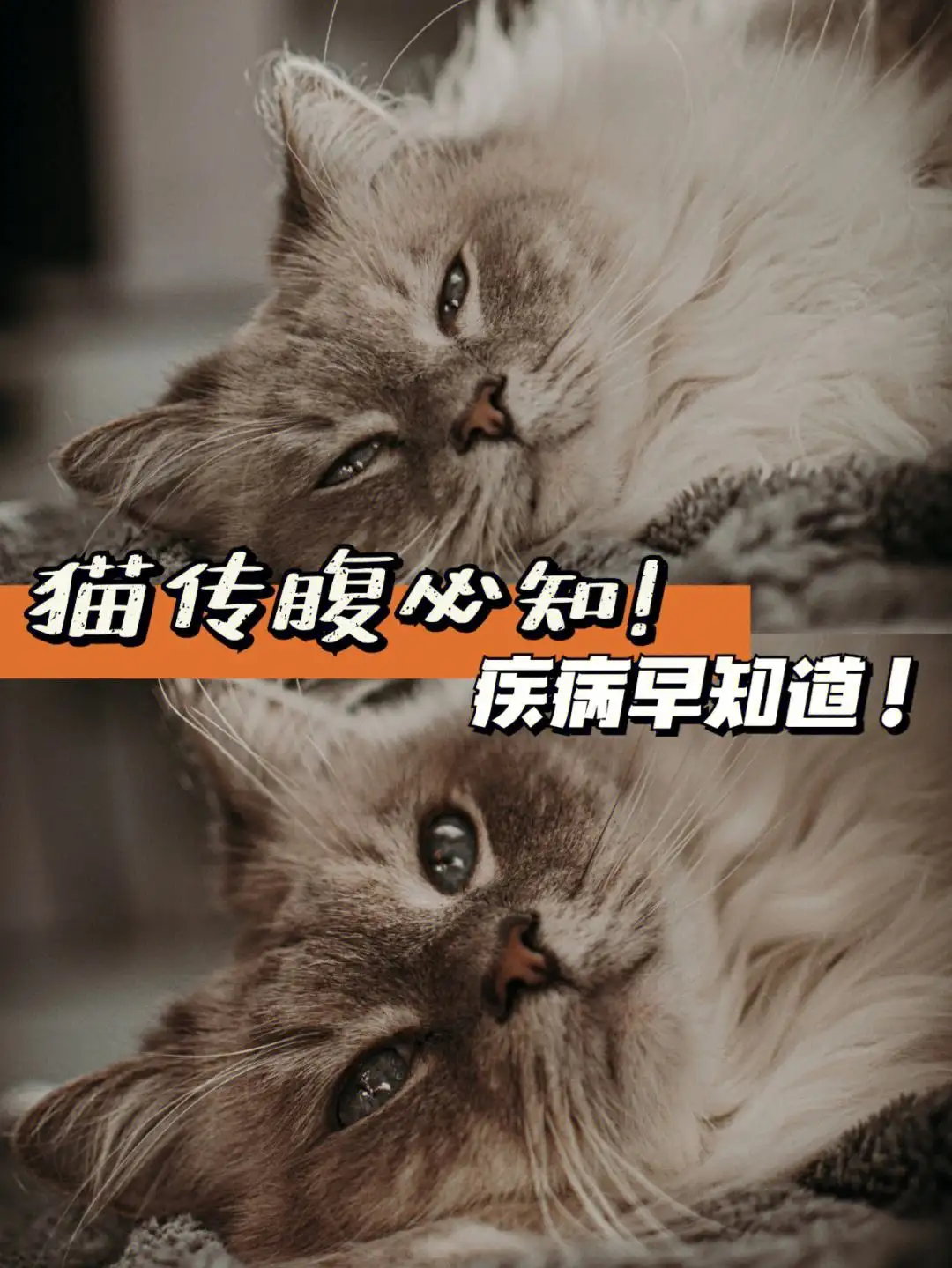 猫传腹病程(猫咪传腹病是什么症状)