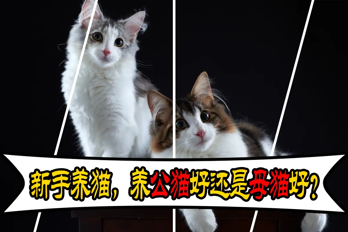 养猫是养公猫好还是母猫好(养猫是养公猫好还是母猫好?)