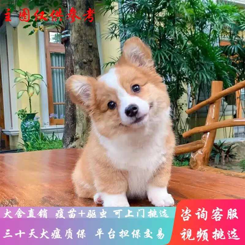 柯基犬小型犬(柯基犬小型犬活体图片)