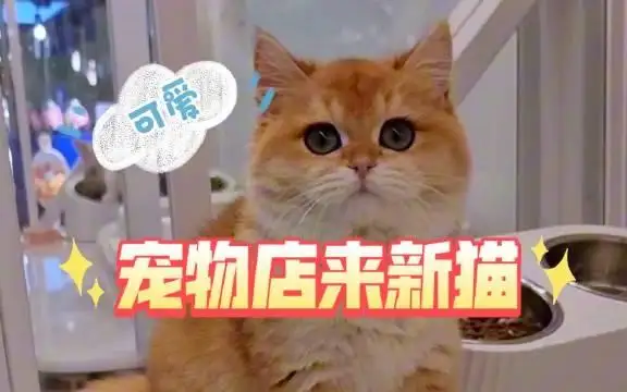 宠物猫图品种及价格(宠物猫咪图片大全可爱)