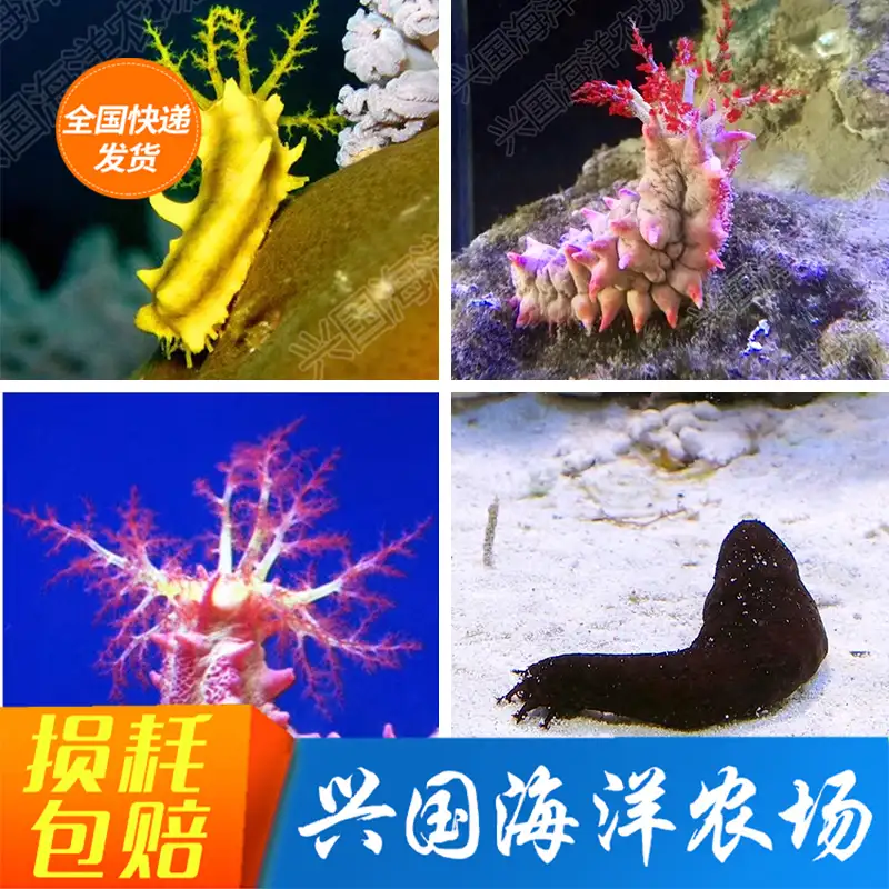 海参能活多久(海参能活着吃吗)