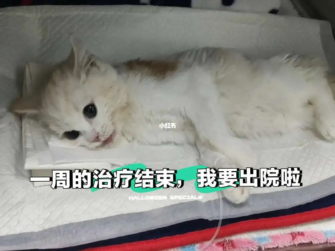 猫传腹腹膜炎(猫传腹腹膜炎孕妇会传染吗)