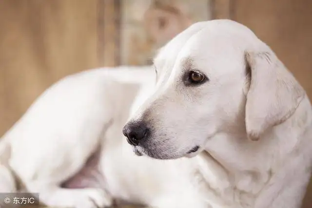 养拉布拉多幼犬注意事项(养拉布拉多幼犬需要准备什么东西)