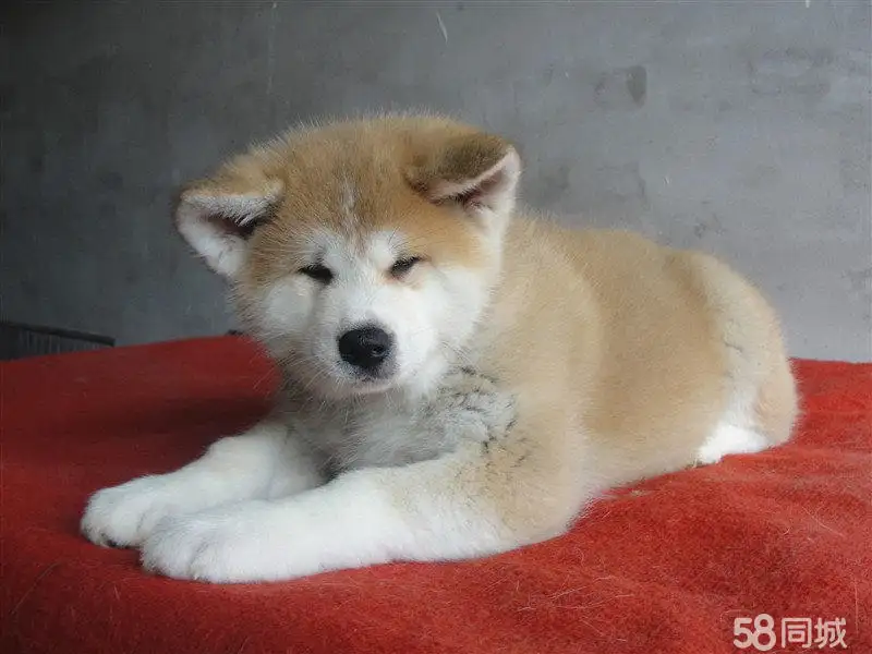 秋田幼犬价格(秋田幼犬价格多少钱一只)