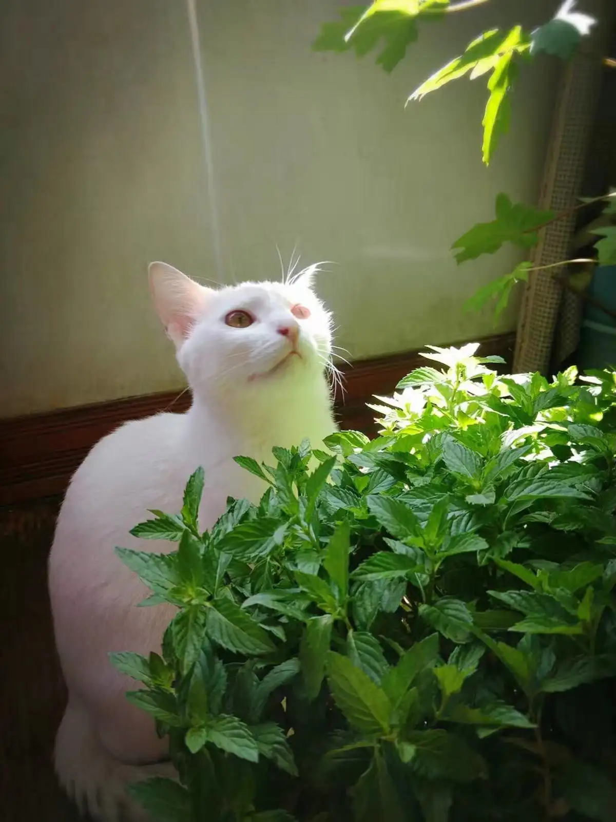 多大的猫对猫薄荷有反应(多大的猫才对猫薄荷有反应)