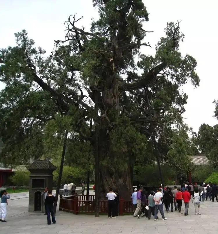 树木能活多少年(树能活1000年吗)