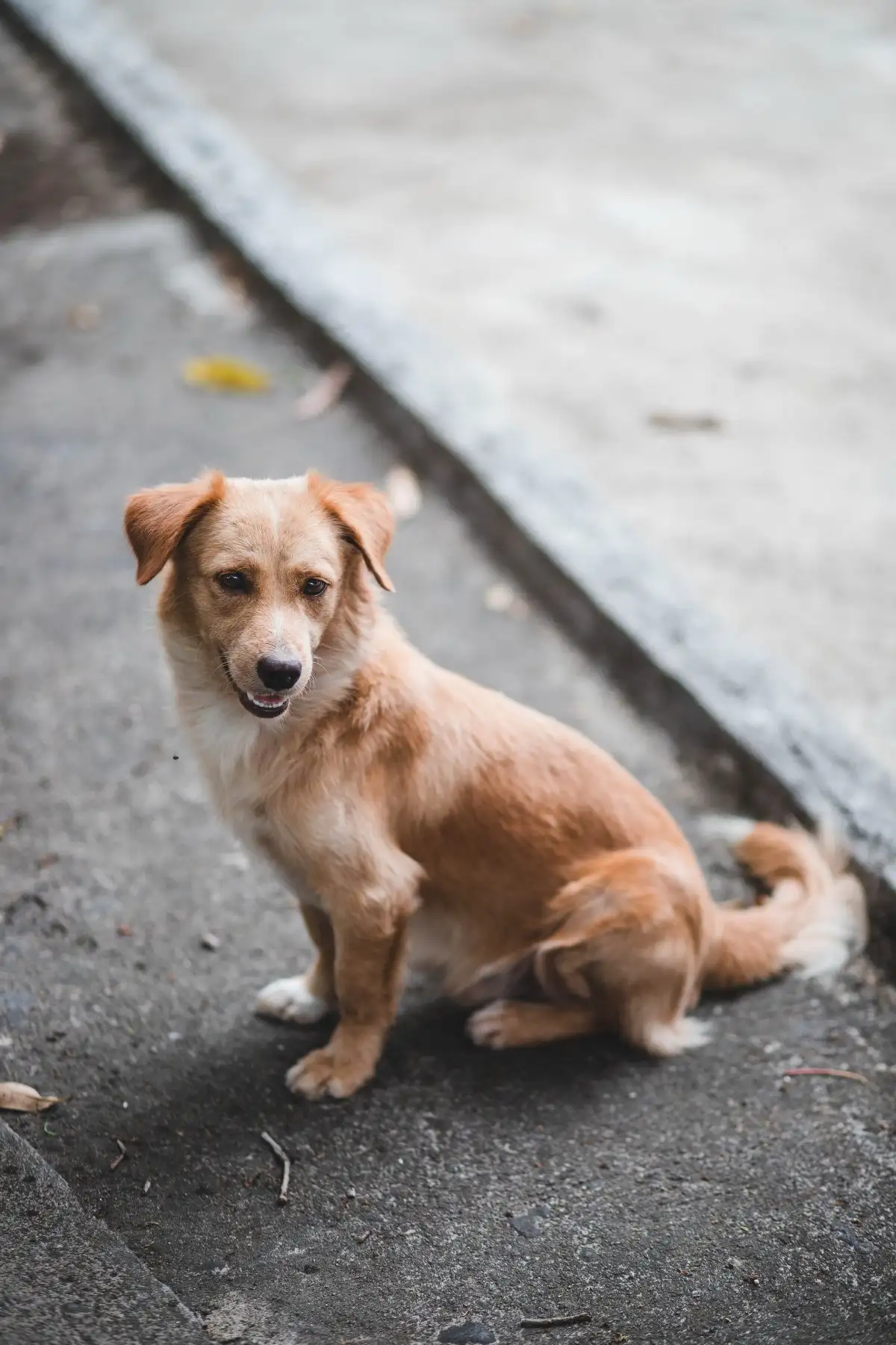 正宗中华田园犬品种(正宗中华田园犬品种图片)