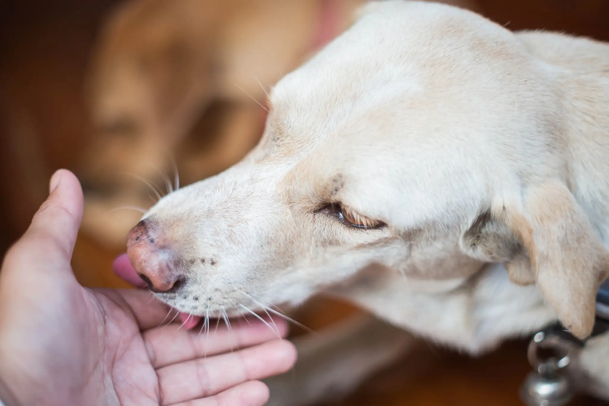 狗狗得了犬瘟临死前的症状(狗狗得了犬瘟临死前的症状表现)