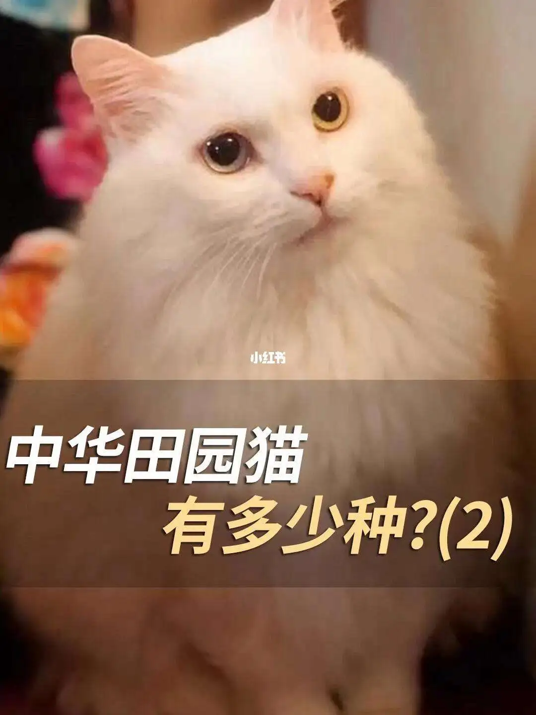 猫常见的品种(猫常见的品种大全)