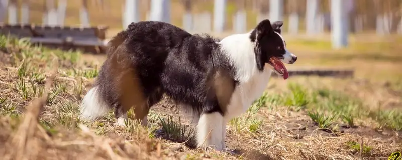 边境牧羊犬适合什么样的人养(边境牧羊犬适合什么样的人养殖)