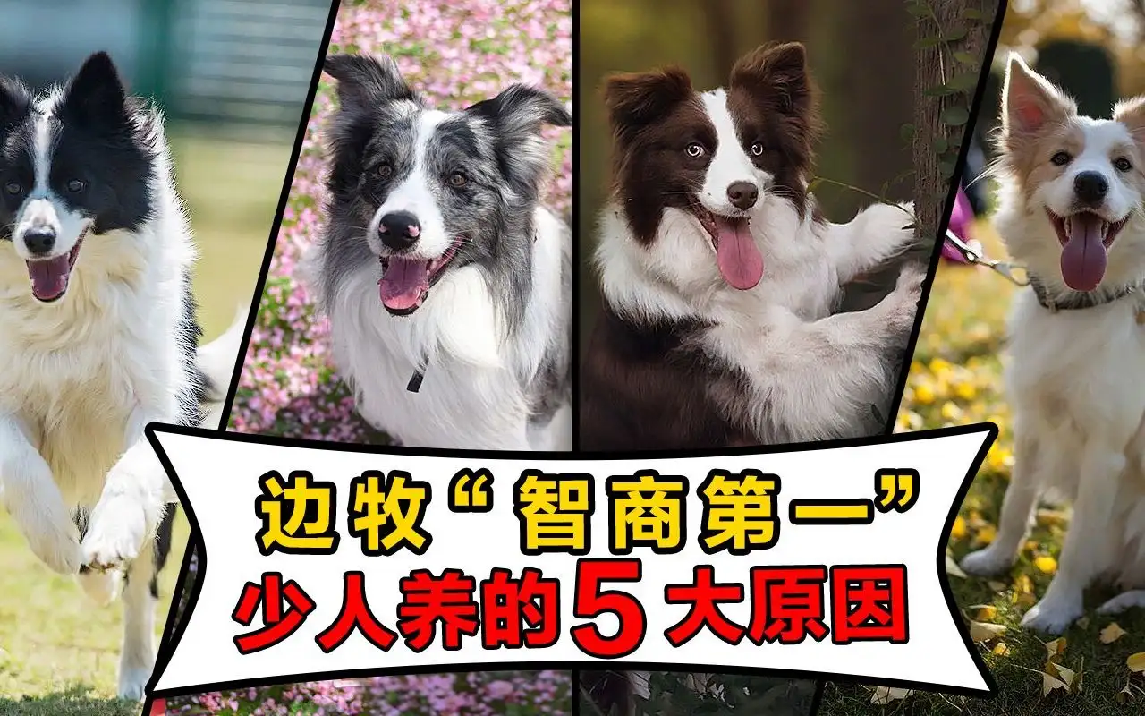 边境牧羊犬适合什么样的人养(边境牧羊犬适合什么样的人养殖)