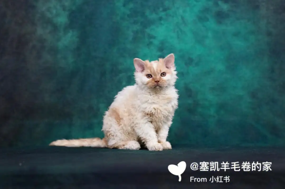 塞尔凯克卷毛猫多少钱一只(塞尔凯克卷毛猫为什么没人养)