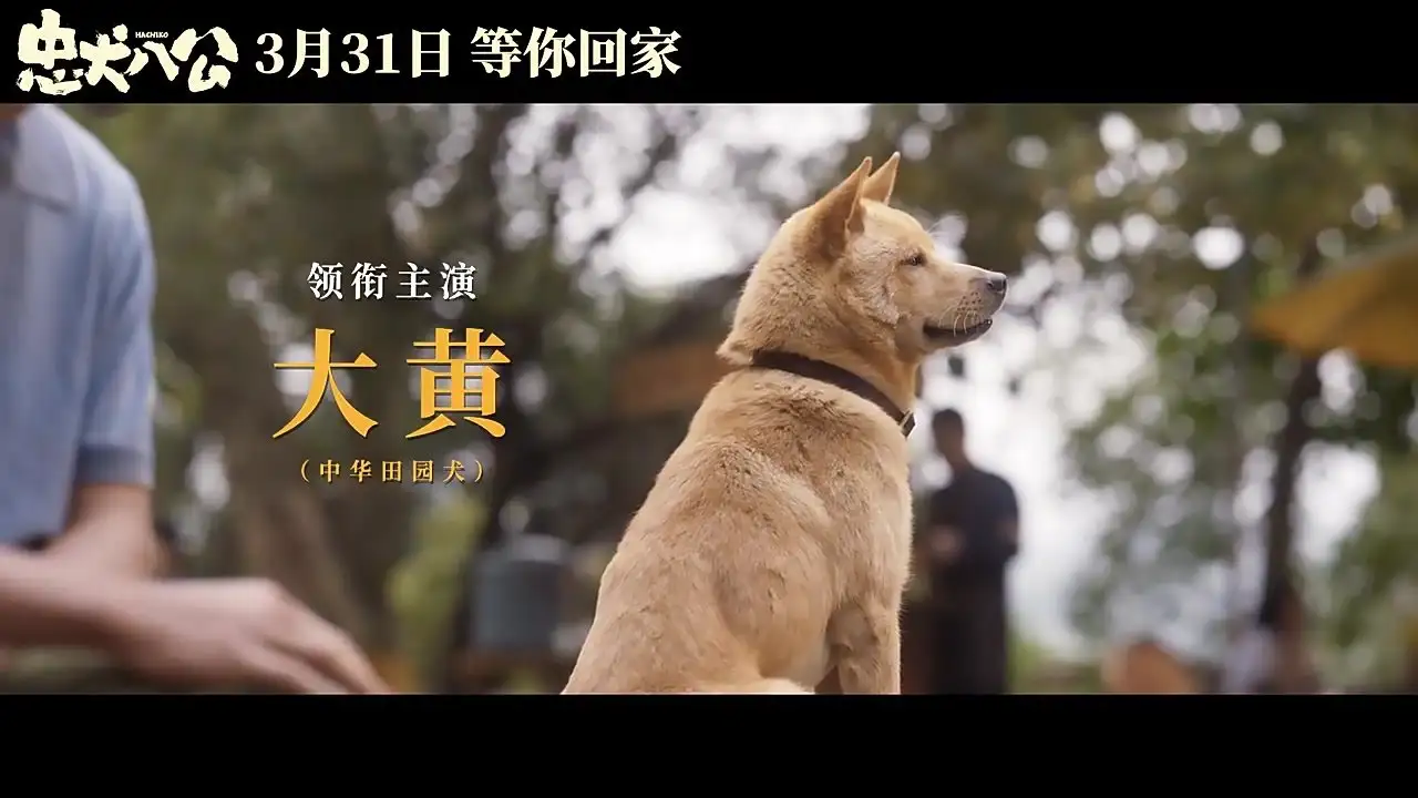 忠犬八公在线观看(忠犬八公在线观看完整免费高清)