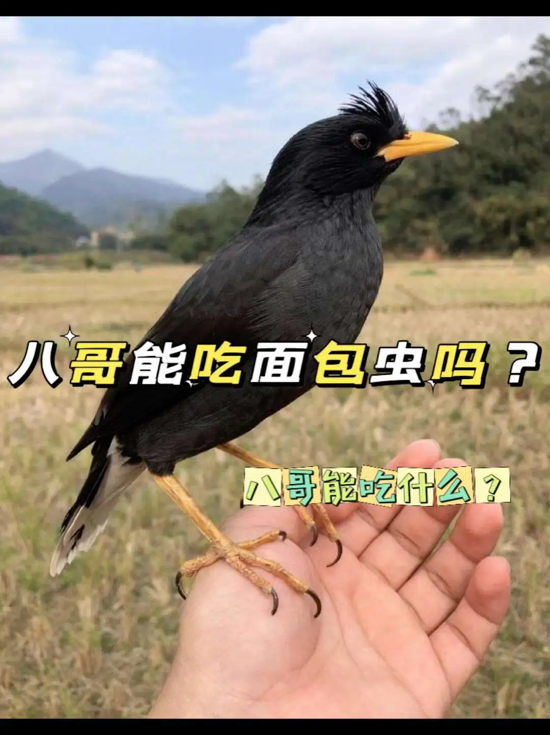 野外的八哥吃什么(野八哥鸟吃什么饲料最好)