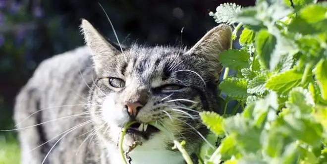 猫吃猫薄荷有什么用(猫咪吃猫薄荷什么作用)