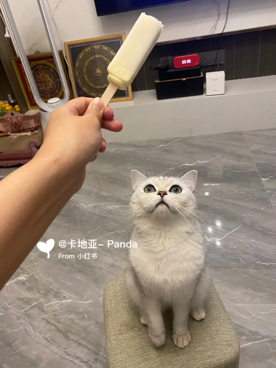 猫咪能吃老冰棍吗(猫能吃雪糕冰棍等冷饮吗)