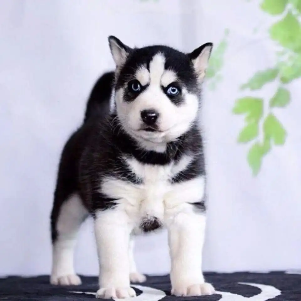 纯哈士奇幼犬多少钱(哈士奇幼犬多少钱一只)