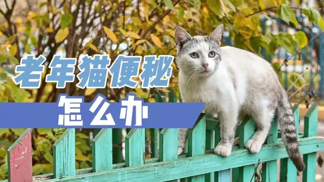 猫发生便秘怎么办(猫咪便秘有什么症状,该怎么处理?猫咪常见病)