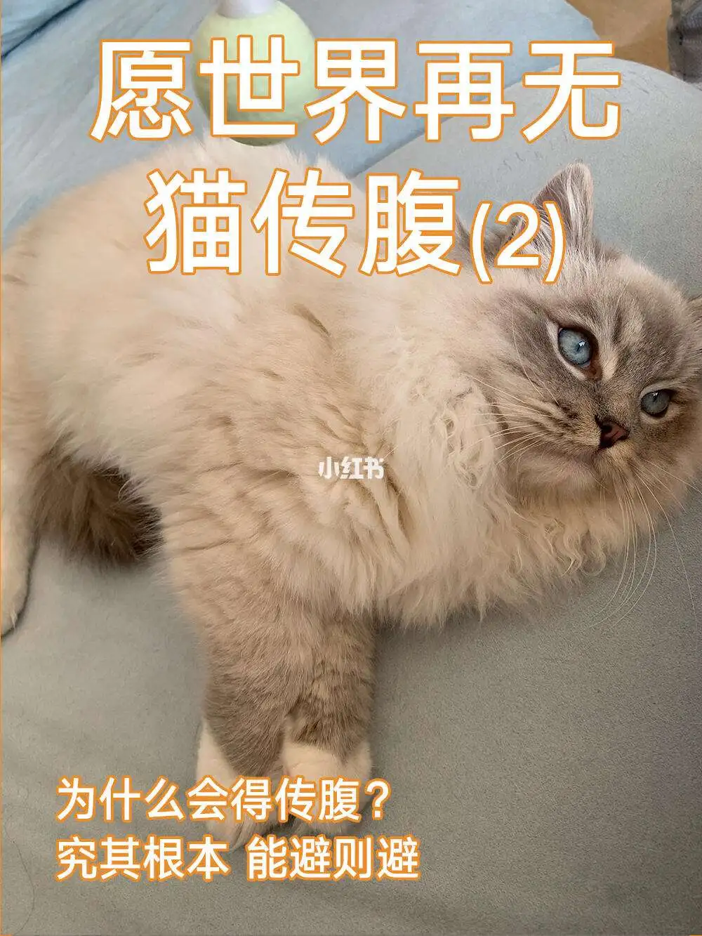 猫传腹传染吗?(猫传腹传染吗?它用过的东西会给别的猫用吗?)