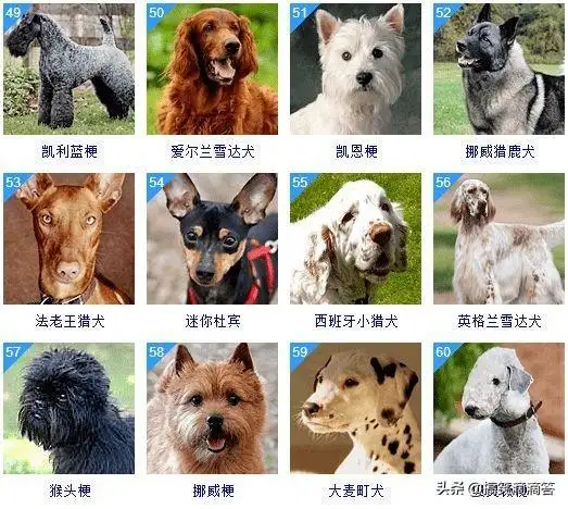 小型犬分类(小型犬分类大全)