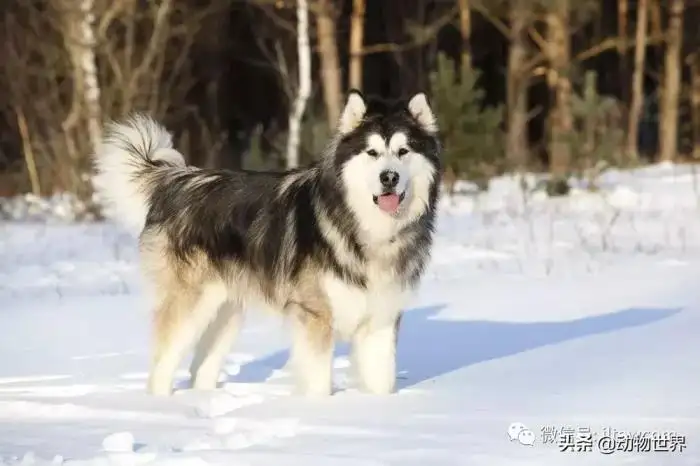 阿拉斯加犬多少钱一(阿拉斯加犬多少钱一只熊版)