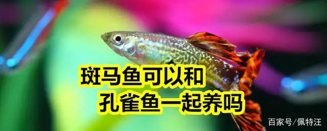 孔雀鱼和鲫鱼可以一起养吗(鲫鱼能和孔雀鱼养在一起吗?)