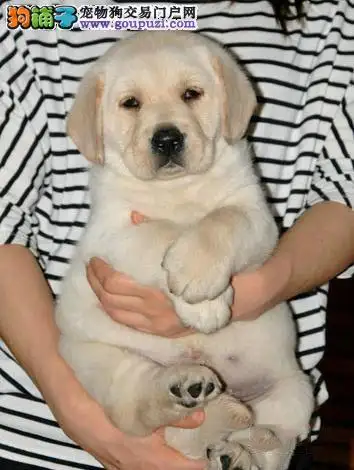 拉布拉多幼犬的饲养(拉布拉多幼犬如何喂食)