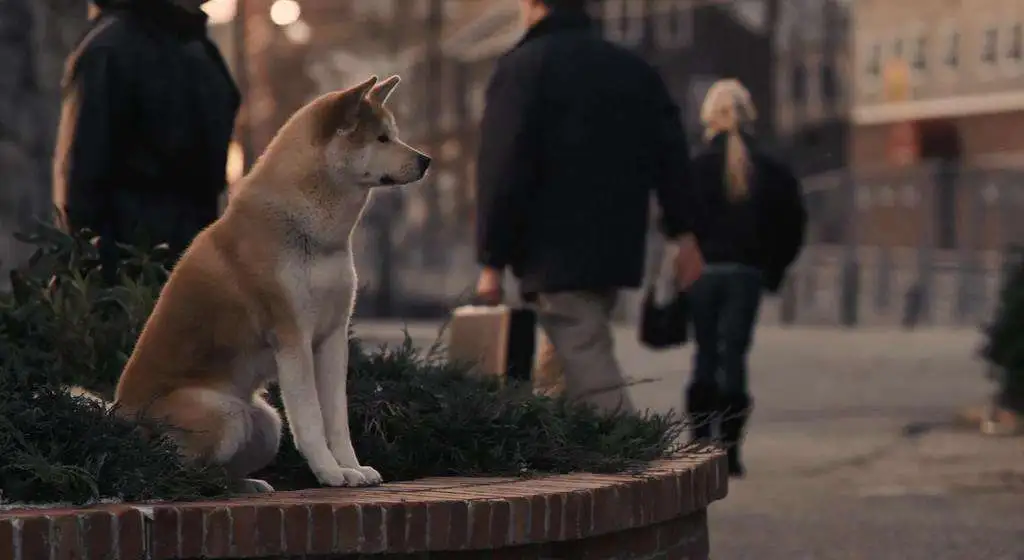 忠犬八公的故事电影在线看(电影忠犬八公的故事在线观看完整中文)