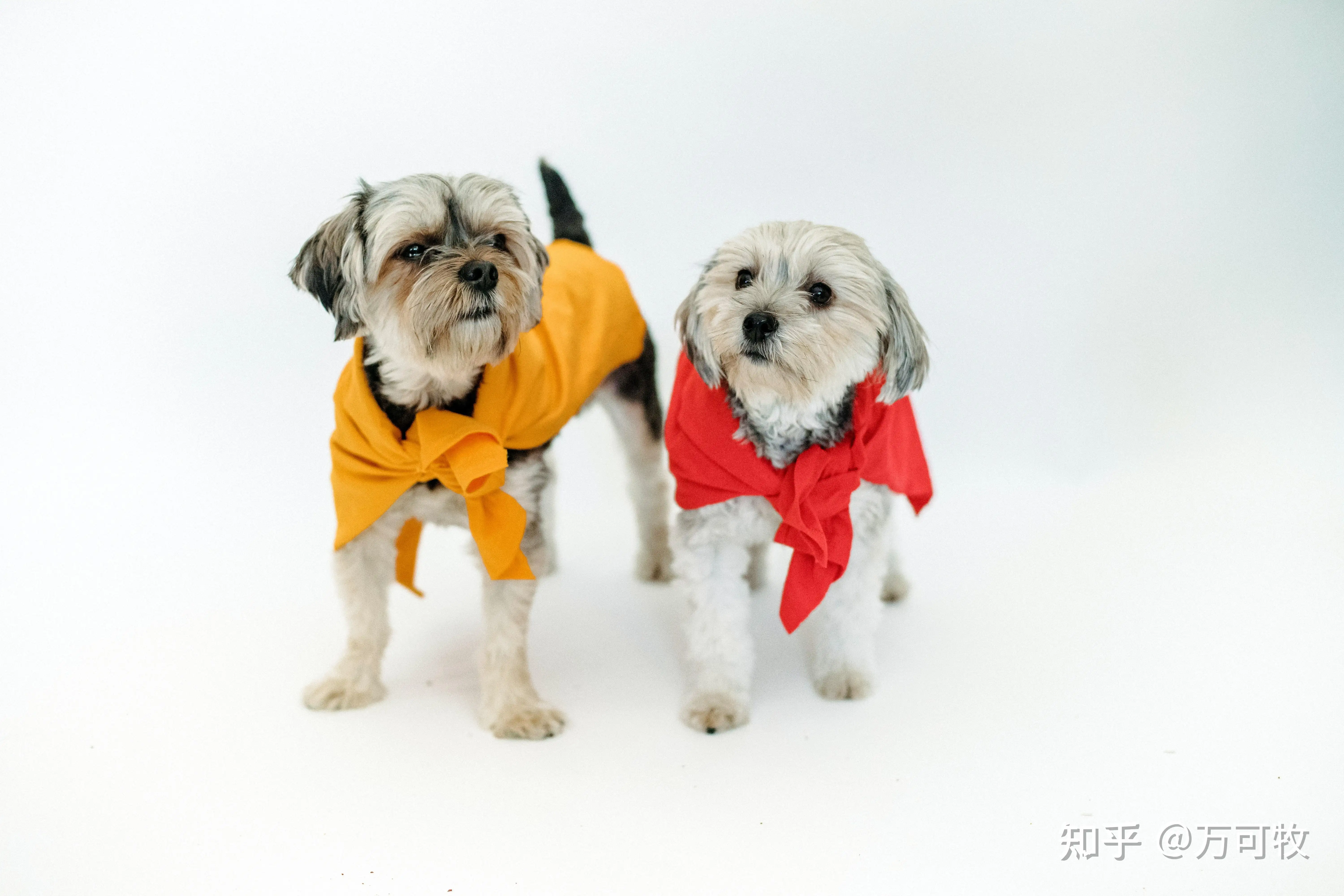 有什么小型犬比较好(什么小型犬比较好养活)