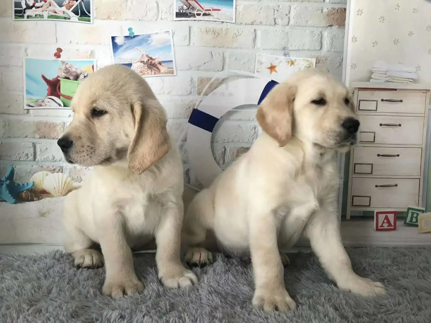 拉布拉多幼犬的饲养(拉布拉多幼犬如何喂食)