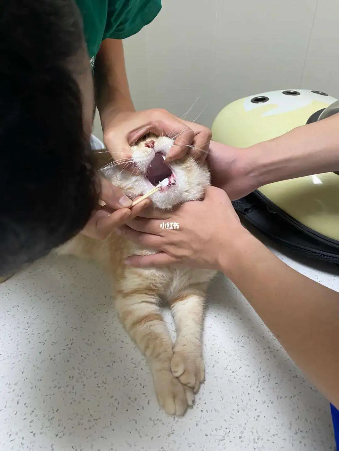 猫怎么会得猫传腹呢(猫咪什么原因会得猫传腹)