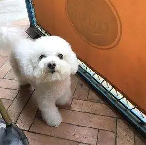 小型白犬(小白 犬种)