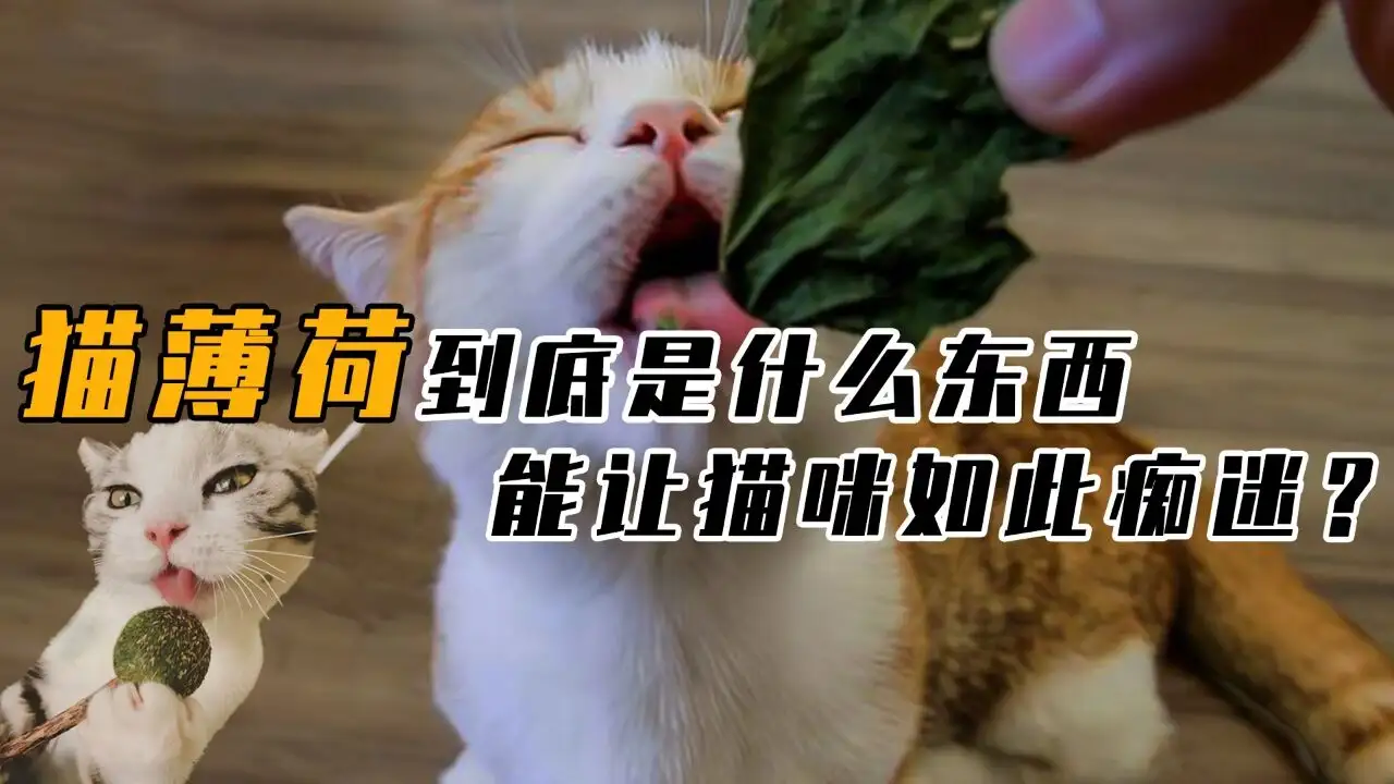 薄荷对猫有害吗(薄荷对猫有什么好处)