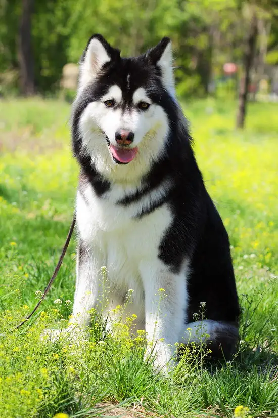 阿拉斯加犬多少钱一(阿拉斯加犬多少钱一只熊版)