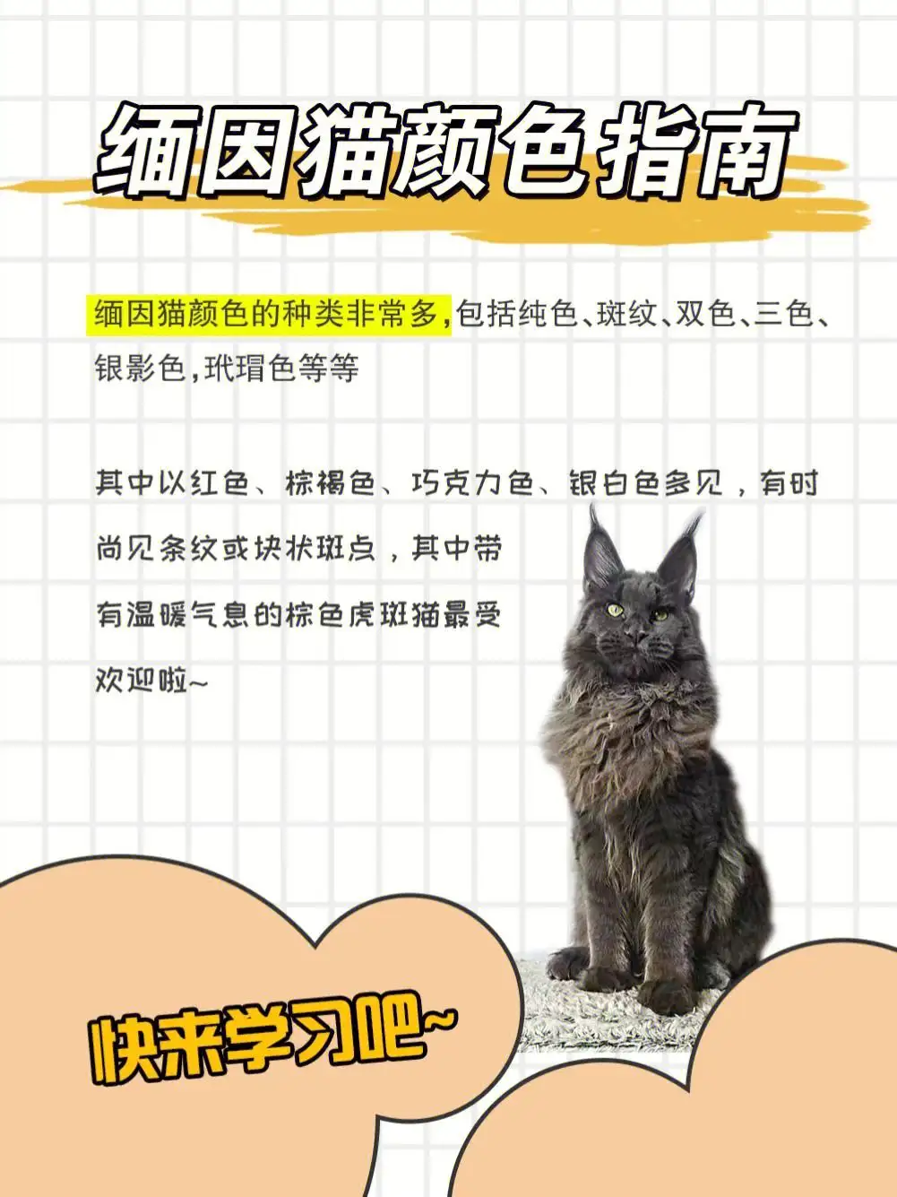 一般缅因猫的价格(一般缅因猫的价格是多少钱)